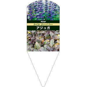 園芸用ラベル【 アジュガ レプタンス L (100枚)】132.5mm×50mm フラワーラベル 園芸用品 ガーデニング用品 耐水性 耐久性 花 木 品種名表示ラベル 園芸ラベル 植物ラベル ラベル プレート 園芸 品