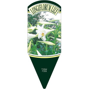 |pxy LGFL eb|E L (100)z132.5mm×50mm t[x |pi K[fjOpi ϐ ϋv   i햼\x |x Ax x v[g | i 