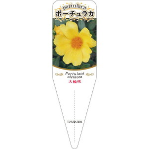 |pxy ^C |[`J (100)z115mm×34mm t[x |pi K[fjOpi ϐ ϋv   i햼\x |x Ax x v[g | i