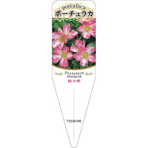 |pxy i炫 |[`J 3 S(100)z115mm×34mm t[x |pi K[fjOpi ϐ ϋv   i햼\x |x Ax x v[g | 