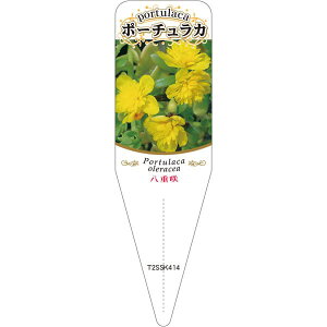 |pxy d炫 |[`J 4 S (100)z115mm×34mm t[x |pi K[fjOpi ϐ ϋv   i햼\x |x Ax x v[g | 