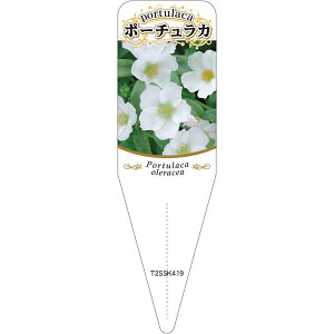 |pxy |[`J `E 2 S(100)z115mm×34mm t[x |pi K[fjOpi ϐ ϋv   i햼\x |x Ax x v[g 