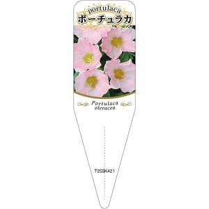 |pxy |[`J `E 4 S(100)z115mm×34mm t[x |pi K[fjOpi ϐ ϋv   i햼\x |x Ax x v[g 