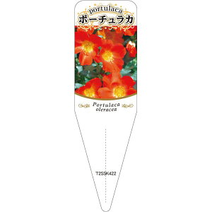 |pxy |[`J `E 5 S (100)z115mm×34mm t[x |pi K[fjOpi ϐ ϋv   i햼\x |x Ax x v[g 