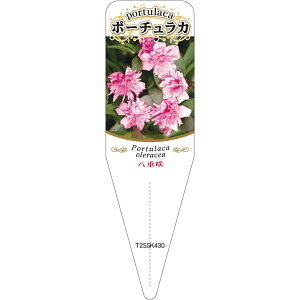 |pxy d炫 |[`J 6 S(100)z115mm×34mm t[x |pi K[fjOpi ϐ ϋv   i햼\x |x Ax x v[g | 