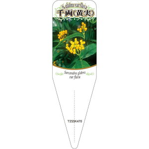 |pxy ZEij S (100)z115mm×34mm t[x |pi K[fjOpi ϐ ϋv   i햼\x |x Ax x v[g | i