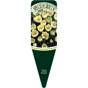 |pxy Xs[V[NbJX N[r S(100)z 115mm×34mm t[x |pi K[fjOpi ϐ ϋv   i햼\x |x Ax x v