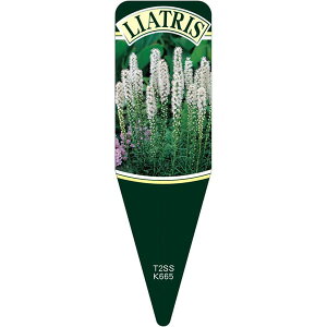 |pxy AgX i XsJ^Ao jS(100)z115mm×34mm t[x |pi K[fjOpi ϐ ϋv   i햼\x |x Ax x v