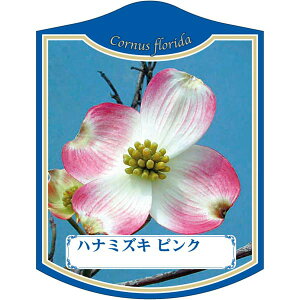 |pxy ni~YL sN K (100)z105mm×80mm t[x |pi K[fjOpi ϐ ϋv   i햼\x |x Ax x v[g | i 