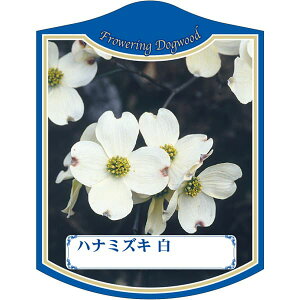 |pxy ni~YL  K(100)z105mm×80mm t[x |pi K[fjOpi ϐ ϋv   i햼\x |x Ax x v[g | i A 