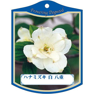 |pxy ni~YL  d K(100)z105mm×80mm t[x |pi K[fjOpi ϐ ϋv   i햼\x |x Ax x v[g | i 