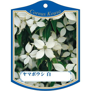 |pxy }{EV  K(100)z105mm×80mm t[x |pi K[fjOpi ϐ ϋv   i햼\x |x Ax x v[g | i A 