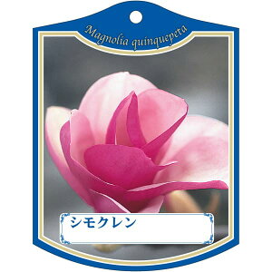 |pxy VN K(100)z105mm×80mm t[x |pi K[fjOpi ϐ ϋv   i햼\x |x Ax x v[g | i A 