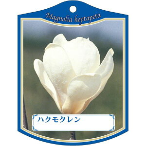 |pxy nNN K (100)z105mm×80mm t[x |pi K[fjOpi ϐ ϋv   i햼\x |x Ax x v[g | i A 