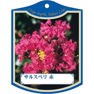 |pxy TXx  K (100)z105mm×80mm t[x |pi K[fjOpi ϐ ϋv   i햼\x |x Ax x v[g | i A 