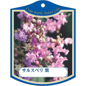 |pxy TXx  K(100)z105mm×80mm t[x |pi K[fjOpi ϐ ϋv   i햼\x |x Ax x v[g | i A 