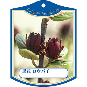 |pxy NoiEoC K(100)z105mm×80mm t[x |pi K[fjOpi ϐ ϋv   i햼\x |x Ax x v[g | i A