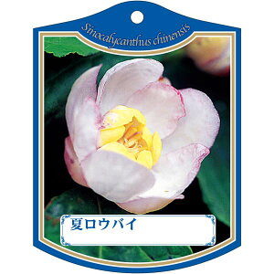 |pxy icEoC K (100)z105mm×80mm t[x |pi K[fjOpi ϐ ϋv   i햼\x |x Ax x v[g | i A 