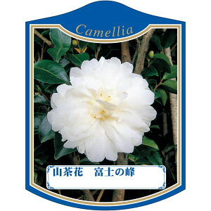 |pxy TUJ xm̕ K (100)z105mm×80mm t[x |pi K[fjOpi ϐ ϋv   i햼\x |x Ax x v[g | i 
