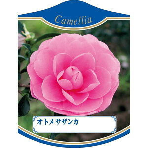 |pxy IgTUJ K(100)z 105mm×80mm t[x |pi K[fjOpi ϐ ϋv   i햼\x |x Ax x v[g | i A