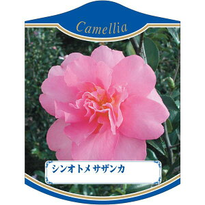 |pxy VIg TUJ K (100)z105mm×80mm t[x |pi K[fjOpi ϐ ϋv   i햼\x |x Ax x v[g | i