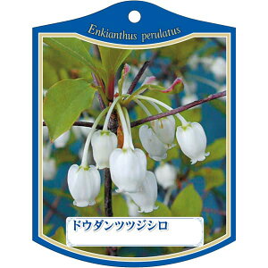 |pxy hE_ccW  K (100)z105mm×80mm t[x |pi K[fjOpi ϐ ϋv   i햼\x |x Ax x v[g | i 