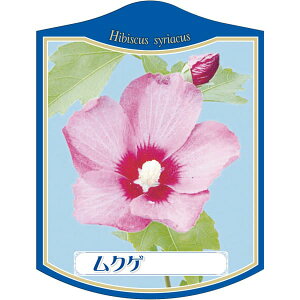|pxy NQ K(100)z105mm×80mm t[x |pi K[fjOpi ϐ ϋv   i햼\x |x Ax x v[g | i A c c 