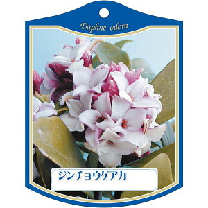 |pxy W`EQ  K (100)z105mm×80mm t[x |pi K[fjOpi ϐ ϋv   i햼\x |x Ax x v[g | i A