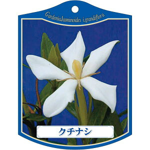 |pxy N`iV K(100)z105mm×80mm t[x |pi K[fjOpi ϐ ϋv   i햼\x |x Ax x v[g | i A 