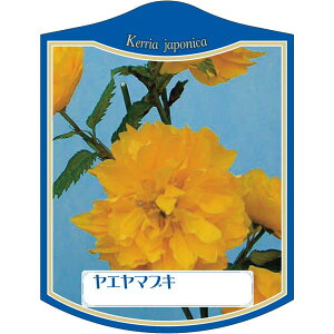 |pxy dR K(100)z105mm×80mm t[x |pi K[fjOpi ϐ ϋv   i햼\x |x Ax x v[g | i A G