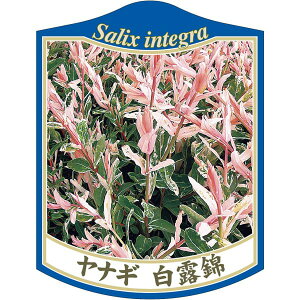 |pxy iM nNjVL K (100)z105mm×80mm t[x |pi K[fjOpi ϐ ϋv   i햼\x |x Ax x v[g | i