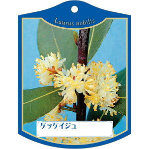 |pxy QbPCW K(100)z105mm×80mm t[x |pi K[fjOpi ϐ ϋv   i햼\x |x Ax x v[g | i A 