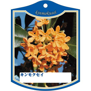 |pxy LNZC K(100)z 105mm×80mm t[x |pi K[fjOpi ϐ ϋv   i햼\x |x Ax x v[g | i A 