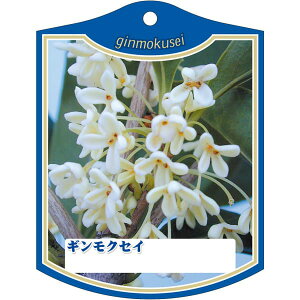 |pxy MNZC K(100)z105mm×80mm t[x |pi K[fjOpi ϐ ϋv   i햼\x |x Ax x v[g | i A 