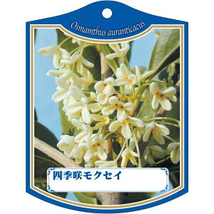 |pxy lG炫NZC K(100)z 105mm×80mm t[x |pi K[fjOpi ϐ ϋv   i햼\x |x Ax x v[g | i 