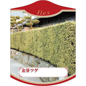 |pxy LcQiCPKLj K(100)z105mm×80mm t[x |pi K[fjOpi ϐ ϋv   i햼\x |x Ax x v[g | 