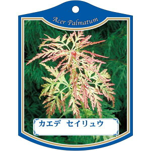 |pxy JGf ZCE K (100)z105mm×80mm t[x |pi K[fjOpi ϐ ϋv   i햼\x |x Ax x v[g | i 