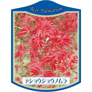 |pxy JGf ́X쑺 K(100)z105mm×80mm t[x |pi K[fjOpi ϐ ϋv   i햼\x |x Ax x v[g | i A