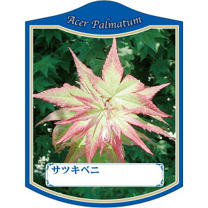 |pxy JGf ܌g K(100)z105mm×80mm t[x |pi K[fjOpi ϐ ϋv   i햼\x |x Ax x v[g | i A 