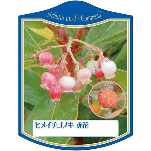 |pxy qC`SmL ԉ K (100)z105mm×80mm t[x |pi K[fjOpi ϐ ϋv   i햼\x |x Ax x v[g | i