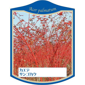 |pxy JGf TSJN K (100)z105mm×80mm t[x |pi K[fjOpi ϐ ϋv   i햼\x |x Ax x v[g | i 