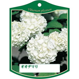 園芸用ラベル【 オオデマリ K (100枚)】105mm×80mm フラワーラベル 園芸用品 ガーデニング用品 耐水性 耐久性 花 木 品種名表示ラベル 園芸ラベル 植物ラベル ラベル プレート 園芸 品種 植物 苗 苗木 ガーデニング