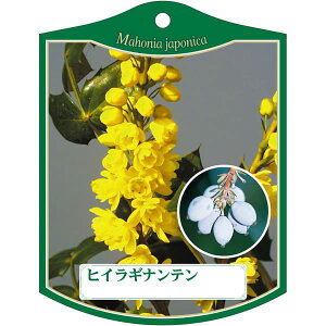 |pxy qCMie K(100)z105mm×80mm t[x |pi K[fjOpi ϐ ϋv   i햼\x |x Ax x v[g | i A