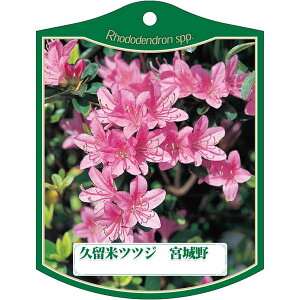 |pxy văccW { K(100)z105mm×80mm t[x |pi K[fjOpi ϐ ϋv   i햼\x |x Ax x v[g | i