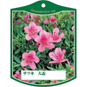|pxy TcL IITJYL K(100)z105mm×80mm t[x |pi K[fjOpi ϐ ϋv   i햼\x |x Ax x v[g | i