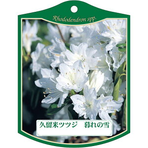 |pxy NccW NmL K(100)z105mm×80mm t[x |pi K[fjOpi ϐ ϋv   i햼\x |x Ax x v[g | 