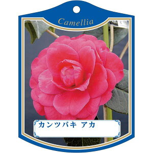 |pxy JcoL  K(100)z105mm×80mm t[x |pi K[fjOpi ϐ ϋv   i햼\x |x Ax x v[g | i A 