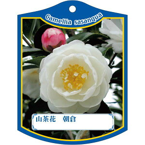 園芸用ラベル【 サザンカ 朝倉 一輪 K(100枚)】105mm×80mm フラワーラベル 園芸用品 ガーデニング用品 耐水性 耐久性 花 木 品種名表示ラベル 園芸ラベル 植物ラベル ラベル プレート 園芸 品種