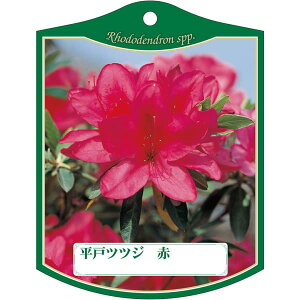 |pxy qhccW  K (100)z105mm×80mm t[x |pi K[fjOpi ϐ ϋv   i햼\x |x Ax x v[g | i A