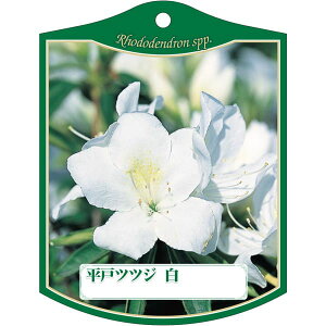 |pxy qhccW  K(100)z105mm×80mm t[x |pi K[fjOpi ϐ ϋv   i햼\x |x Ax x v[g | i A